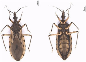 Dorsal and ventral view of an adult female Triatoma sordida. Photos from the Image Bank of the Triatominae Collection ‒ Faculty of Pharmaceutical Sciences ‒ São Paulo State University, Araraquara campus.26