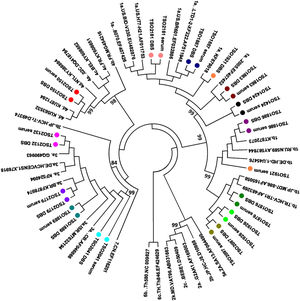 HCV phylogenetic tree (partial NS5B) performed by maximum likelihood method under the General Time Reversible model (GTR), bootstrap 1000 replicates. Serum and Dried blood on spot (DBS) pairs are stated in the same colors.