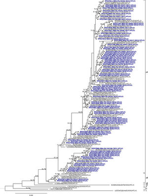 Phylogenetic tree of HTLV-1, based on the nucleotide sequence of the gene encoding the 5′LTR region. Bootstrap values are indicated at the nodes of the tree, with blue referring to samples from this study.