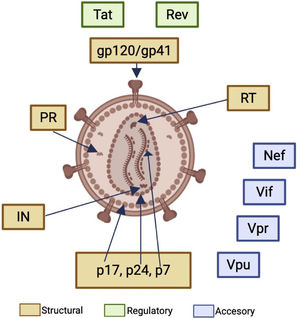 HIV-1 structural, regulatory and accessory proteins. The Gag gene encodes the structural proteins matrix (p17), capsid (p24) and nucleoprotein (p7), in addition to p6 (not shown) that mediates viral release. The Pol gene encodes the enzymes Reverse Transcriptase (RT), Integrase (IN) and Protease (PR). The Env gene encodes the envelope glycoproteins gp120/gp41. Created with BioRender.