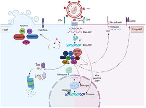 HIV entry is mediated by the interaction of the viral envelope proteins gp120/gp41 with the host cell molecules CD4 (primary receptor) and CCR5 or CXCR4 (main coreceptors). After the Reverse Transcriptase (RT) enzyme synthesize the viral DNA and it is imported to the nucleus, the integrase inserts the viral DNA into the host-cell chromosomes. The transcription, replication and translation of the viral genome are mediated by hijacked cellular components, which allows for the synthesis of all necessary components to assemble a new viral progeny. HIV replication is optimized by processes such as immune evasion and cell survival. The viral protein Tat not only increases viral transcription but also reduces the expression of MHC-I in epithelial and lymphoid cells. Both Tat and gp120 induce expression of vimentin while E-cadherin is downregulated, an event associated with the EMT. In addition, soluble gp120 induces the synthesis of IL-6, which indirectly promotes the expansion of Treg lymphocytes, upregulates CDK1 (to alter the cell cycle), and induces the expression of proapoptotic molecules. Nef modulates the stability of both viral and cellular proteins by ubiquitination (e.g., inducing p53 degradation via the proteasome) and increases the expression of the enzyme ATIC, which upregulates the proto-oncogene Myc in lung cancer. Created with BioRender.