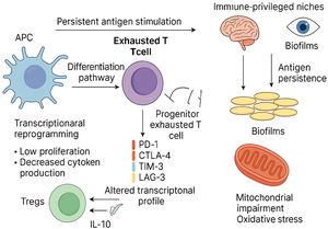 Pathways of T-cell exhaustion in bacterial infections. This figure illustrates the key mechanisms contributing to T-cell exhaustion during chronic bacterial infections. Persistent antigen exposure during chronic bacterial infection leads to: (i) Upregulation of inhibitory receptors: Chronic stimulation causes elevated expression of checkpoint molecules like PD-1, CTLA-4, TIM-3, and LAG-3 on CD8⁺ and CD4⁺ T cells, dampening their effector functions. (ii) Transcriptional and epigenetic reprogramming: Activation of exhaustion-associated transcription factors (e.g., TOX, NR4A) and stable epigenetic modifications enforce the exhausted phenotype. (iii) Metabolic dysregulation: Mitochondrial dysfunction and a shift from oxidative phosphorylation to glycolysis reduce the energy supply necessary for T-cell activation, further impairing immune response. (iv) Treg expansion and cytokine-mediated suppression: Regulatory T-cells (Tregs) increase in number and secrete immunosuppressive cytokines (IL-10, TGF-β), inhibiting antigen presentation and effector T-cell function. (v) Immune evasion by bacteria: Bacteria persist in immune-privileged niches (e.g., CNS, gallbladder), produce immune-modulatory molecules (e.g., Vi antigen, IL-6), and form biofilms that blunt immune recognition and clearance. APC, Antigen-Presenting Cell.