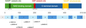 Functional domains of G6PD and positions of the analyzed variants. Schematic representation of the G6PD protein structure highlighting functional domains and the analyzed variants positions. Exons are shown as numbered boxes, and the locations of the G6PD gene variants analyzed in this study are indicated relative to their corresponding exons and protein domains.