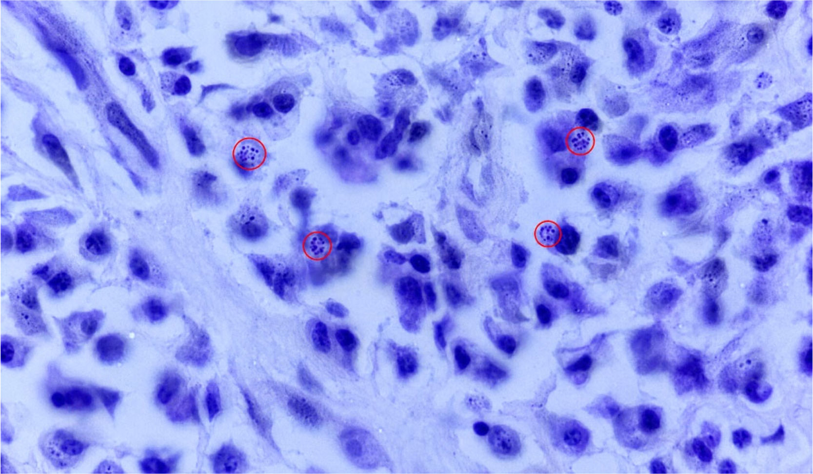 fig0003