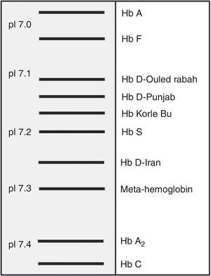 Schematic representation of relative mobilities of different hemoglobins using the isoelectric focusing method. Hb D-Punjab is shown in the figure with isoelectric point (pI) between 7.1 and 7.2.