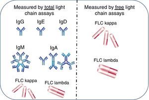Measurement of kappa (κ) and lambda (λ) light chains in free and total assays. Total light chain assays measure light chains when bound to heavy chains in intact immunoglobulins plus free light chains (FLC). The free light chain assay measures only free light chains.