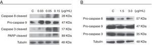 Caspase activation in HEL 92.1.7 and SET-2 cells treated with the l-amino acid oxidase from Calloselasma rhodostoma snake venom (CR-LAAO), detected by western-blotting. (A) Activation of caspases -3, -8 and cleaved PARP in HEL 92.1.7 cells. (B) Activation of pro-caspases 3 and 8 in SET-2 cells. C: negative control (culture medium).
