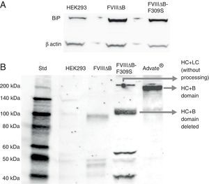 Characterization of FVIII producing cell lines by Western blot. (A) Cell lysates were fractionated by SDS–PAGE, and immunoblotted with BiP (78kDa) and b-actin (42kDa) antibodies. (B) Supernatants of non-transduced HEK 293 cells, 293 cells transduced with FVIIIΔB and FVIIIΔB-F309S, and the control Advate® immunoblotted with anti-heavy chain FVIII.