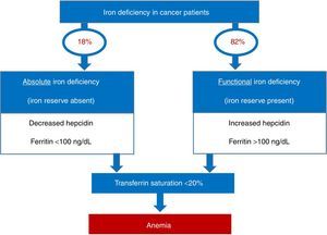 Laboratory characteristics that differentiate absolute and functional iron deficiency in cancer patients; the latter has clear predominance in this population.