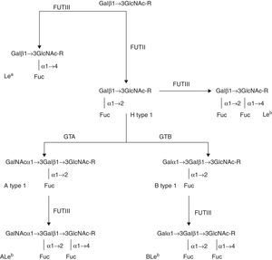 Biosynthesis of ABH-Lewis from type 1 precursor oligosaccharides. Guanidine diphosphate and uridine diphosphate indicate the monosaccharide donors.