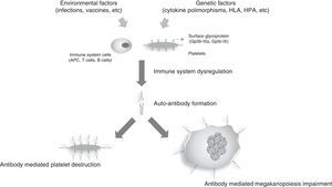 Simplified representation of ITP mechanisms. Immune dysregulation caused by environmental factors, such as viral infections and vaccines, associated to genetic factors (cytokine polymorphisms, HLA, HPA, etc.) results in autoantibody production that mainly recognize surface glycoproteins such as GpIIb-IIIa, GpIb-IX and GpIa-IIa which are present on the surface of platelets and megakaryocytes. These autoantibodies lead to platelet destruction and decreased platelet production, resulting in thrombocytopenia and bleeding symptoms.