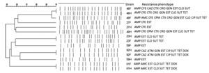 Dendrogram showing genomic PFGE fingerprint patterns of fecal E. coli isolates from dogs (F) and owners (H) with similar resistance profiles. The dendrogram was constructed using the Dice similarity coefficient and UPGMA clustering methods. The degree of similarity (%) is shown on the scale bar.