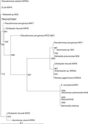 Phylogram drawn using the neighbor net method (bootstrap analysis with 1000 replicates) illustrating phylogenetic relationships based on multiple alignments of merP nucleotide sequences from studied isolates with other known sequences.
