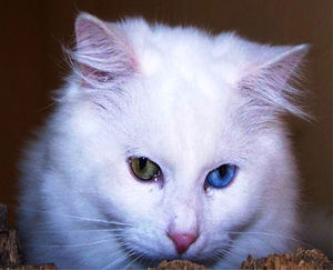 A clinically healthy Van cat.