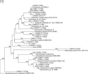 Phylogenetic tree based on the 16S RNA gene of bacteria isolated from digestor treating abattoir wastewaters.