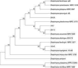 Phylogenetic relationship between VAI-7, VAI-40, SAI-13 and SAI-29 and representative species based on full length 16S rDNA sequences constructed using the neighbor-joining method.