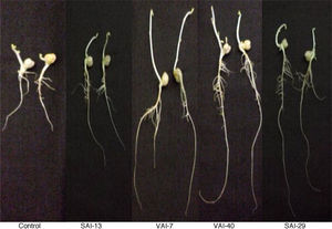 Effect of actinomycetes strains on root and shoot lengths of chickpea seedlings.
