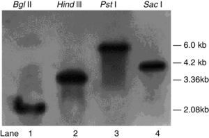 Southern blot analysis of genomic DNA from T. harzianum 88 digested with Bgl II, Hind III, Pst I or Sac I as indicated. Bands were detected with pksT-a (Lane 1, 2) and pksT-b (Lane 3, 4) digoxigenin-labelled probes.