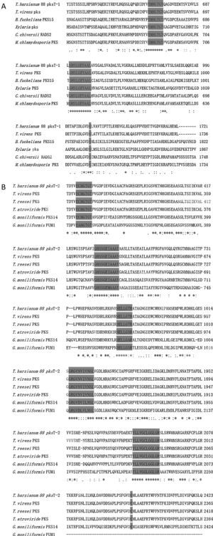 Alignment of T. harzianum 88 predicted PKS active regions with closely related fungal PKSs. (A) Alignment of putative catalytic motifs found in the deduced amino acid sequence of T. harzianum 88 pksT-1 with those of T. virens PKS (EHK16308.1); B. fuckeliana PKS15 (BAE80697.1); Xylaria sp. BCC 1067 PKS (ABB90283.1); C. chiversii RADS2 (ACM42403.1); M. chlamydosporia (ACD39770.1). (B) Comparison with the highly conserved motifs of T. harzianum 88 pksT-2, T. virens (EHK18438.1), T. reesei QM6a PKS (EGR47100), T. atroviride (EHK47038.1), G. moniliformis PKS14 (AAR92221.1) and G. moniliformis FUM1 (AAR92218.1). Amino acid residues conserved among all sequences are marked with an asterisk. Positions with conserved substitutions are marked with two dots, and those with semi-conserved substitutions are marked with one dot. Highlighted regions indicate the catalytic amino acid residues in the active site.