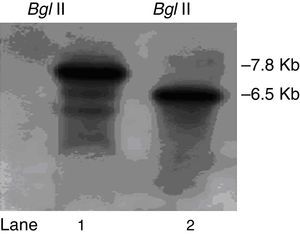 Southern blot analysis of genomic DNA from pksT-2 disruptant and T. harzianum 88 digested with Bgl II as indicated. Bands were detected with ΔpksT-2-S (Lane 1, 2) digoxigenin-labelled probes.