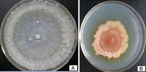 Generation of a pksT-2 disruptant. Phenotype of the pksT-2 disruptant grown on MM agar at 28°C for 3 days. The wild strain displayed the typical green conidia (A) and the pksT-2 disruptant displayed pink conidia (B).