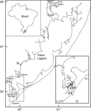 Sampling sites in Patos Lagoon, Brazil. Sampling site Barra (B), Saco da Mangueira (SM) and Museum (M) located at the estuary of Patos Lagoon, at Rio Grande city; city of São Lourenço do Sul (SL); city of Tapes (T) (adapted).16