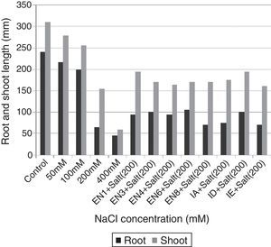 Root and shoot length of the plants in response to various salt stresses (NaCl) and inoculated with different bacterial strains.