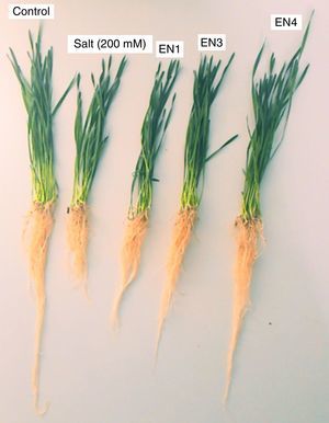 Root and shoot length of the plants in response to various salt stresses (NaCl) and inoculated with different bacterial strains.