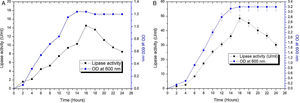 Growth curve and lipase production from Acinetobacter sp. AU07 in shake flask and bioreactor. (A) Growth curve and lipase production from Acinetobacter sp. AU07 in a shake flask (30°C, pH 7.0, 0.5%, v/v inoculum size, 2%, v/v inducer concentration, 150rpm). The lipase activity was measured using 1mM 4-NP as the substrate. The reaction was incubated at 30°C for 10min, and the absorbance was measured at 410nm. The OD was converted to lipase activity (U/mL) and the graph was plotted. Each data point is the mean of three replicates. (B) Growth curve and production of lipase from Acinetobacter sp. AU07 in a bioreactor (3L) (30°C, pH 7.0, 0.5%, v/v inoculum size, 2%, v/v inducer concentration, 150rpm, 1.5 vvm aeration). The lipase activity was measured using 4-NP (1mM) as the substrate. The reaction was incubated at 30°C for 10min and OD was measured at 410nm. The OD was converted to lipase activity (U/mL) and the graph was plotted. Each data point is the mean of three replicates.