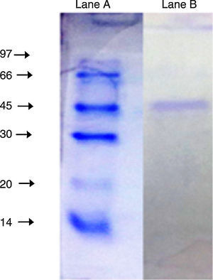 SDS-PAGE (10%) of the purified lipase from Acinetobacter sp. AU07. Lane A: Molecular mass marker proteins: phosphorylase β (97kDa), albumin (66kDa), ovalbumin (45kDa), carbonic anhydrase (30kDa), trypsin inhibitor (20kDa) and α-lactalbumin (14kDa). Lane B: Purified lipase (10μg) after ion-exchange chromatography showing single band.
