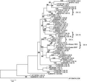 Phylogenetic tree based on the capsid region of norovirus. The study samples are marked in bold, and the tree was constructed using maximum likelihood analysis. The evolutionary model selected for the polymerase tree was TIM2e+G4, and the test was performed with 1000 bootstrap replicates, and the cut-off value was 70%.