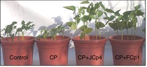 Growth experiment with V. unguiculata in soil supplemented with CP (200mgkg−1). Control, without CP and bacterial inoculation; CP, no inoculum; CP+JCp4, inoculated with A. xylosoxidans JCp4 and CP+FCp1, inoculated with Ochrobactrum sp. FCp1.