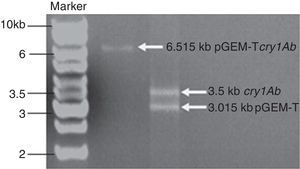 Validation of recombinant pGEM-cry1Ab by restriction digestion with EcoRI, Marker (Fermentas, SM 0331).