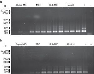 Agarose gel electrophoresis showing the PCR fragments (approximately 200bp) obtained after the amplification with specific primers for the dsrA gene (encoding the dissimilatory sulfite reductase) of the scraped cell suspension (A) and the liquid phase (B) treated with Minimal Inhibitory Concentration (MIC), supra-MIC and sub-MIC dilutions of AMS as templates.