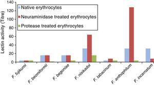 Effect of enzyme-treatment on agglutination of rabbit erythrocytes by Fusarium spp. Erythrocytes were treated with protease (2mg/mL) or neuraminidase (0.2IU/mL) and suspensions were used in hemagglutination assay.