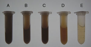 Effectiveness of prewashing agents in removal of soil contaminants. Soil samples from the Armand pine forest were prewashed with five agents, and supernatants with different colors were obtained. The dark color indicated substantial extraction of humic contaminants. A, TNP+Triton X-100+skim milk; B, TENP; C, EDTA; D, NaPO3+PVP; E, PBS. (For interpretation of the references to color in this figure legend, the reader is referred to the web version of the article.)