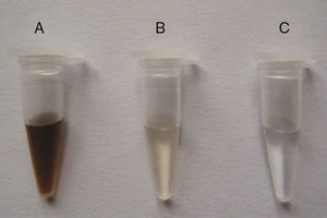 Improvement of soil DNA purity by Ca2+ flocculation. Soil samples from the Armand pine forest were pretreated using three different procedures to obtain crude DNA. The transparent samples indicate high DNA purity. A, crude DNA from non-pretreated soil; B, crude DNA from soil prewashed with TNP+Triton X-100+skim milk; C, crude DNA from soil pretreated using TNP+Triton X-100+skim milk+Ca2+ flocculation.