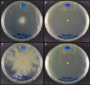 Human B-01 isolate in plates containing only Sabouraud medium – control (A and C) and 1mgmL−1 of propolis (B and D) after 48 and 168h, respectively. The diameter of colonies growth was measured in mm and obtained by the software Image J (image processing and analysis in JAVA; http://rsbweb.nih.gov/ij/).