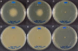 Equine isolate in plates containing only SAB medium – control (A and D), 1.0mgmL−1 of propolis (B and E) and 3.4mgmL−1 of propolis (C and F) after 48 and 168h, respectively. The diameter of colonies growth was measured in mm and obtained by the software Image J (image processing and analysis in JAVA; http://rsbweb.nih.gov/ij/).