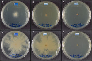 Human B-01 isolate growth in plates containing only SAB medium – control (A and D), 3.4mgmL−1 of geopropolis (B and E) and 5mgmL−1 of geopropolis (C and F) after 48 and 168h, respectively. The diameter of colonies growth was measured in mm and obtained by the software Image J (image processing and analysis in JAVA; http://rsbweb.nih.gov/ij/).