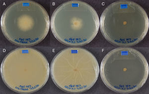 Equine isolate growth in plates containing only SAB medium – control (A and D), 5mgmL−1 of geopropolis (B and E) and 7mgmL−1 of geopropolis (C and F) after 48 and 168h, respectively. The diameter of colonies growth was measured in mm and obtained by the software Image J (image processing and analysis in JAVA; http://rsbweb.nih.gov/ij/).
