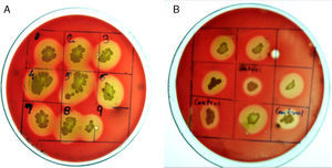 The screening of mutants (A) and parent strain R1 (B) on Blood Agar plates. The zone of hemolysis can be seen surrounding biosurfactant producing colonies.