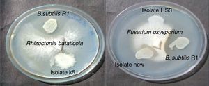 Antifungal activity of B. subtilis R1 against plant pathogenic fungi – Rhizoctonia bataticola and Fusarium oxysporium.