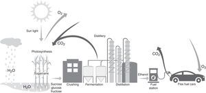 Through photosynthesis, sugarcane converts carbon dioxide (CO2), water (H2O) and energy from light into sugars and polysaccharides releasing oxygen (O2) into atmosphere. After harvesting and crushing, sugars are fermented by yeasts and converted into ethanol. It is separated by the distillation and used as biofuel by cars. The burning of ethanol generates CO2 that returns to the atmosphere closing the cycle.