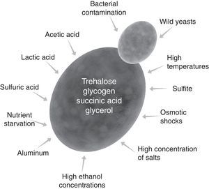 Stressing factors that affect yeast cells in industrial fermentations for ethanol production and common mechanisms of cell defense based on trehalose, glycogen, succinic acid and glycerol.