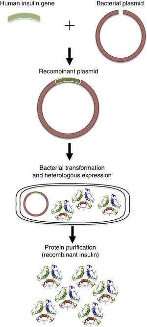 Recombinant protein production. Using recombinant DNA techniques, the target human gene can be isolated and ligated to a vector (plasmid). The plasmid containing the human gene is used to transform bacterial cells, which are able to produce high amounts of the recombinant protein.
