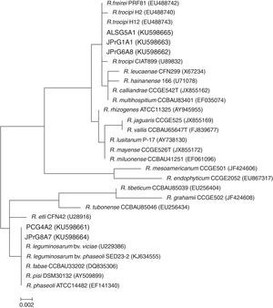 Maximum-likelihood phylogeny of the 16S rRNA gene showing the relationships between rhizobia isolates obtained from wild genotypes of common bean (in bold) and Rhizobium sp. reference strains. GenBank accession numbers are shown in parentheses. Bar, 2nt substitutions per 1000nt.