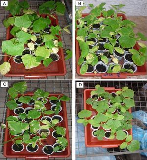 Phytotoxicity effects observed during the bioassays with the fungus VP76 (A), DF24 (B), VP51 (C) and control (D).