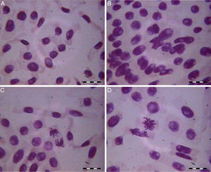 Mutagenicity signs in the indigo control: (A) micronucleous; (B) adherence; (C) late chromosomes; (D) bridge.
