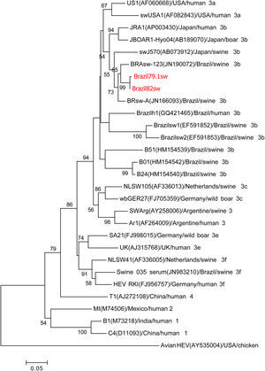 Phylogenetic tree reconstructed by the neighbor-joining method with common 242-nt ORF1 sequences from 29 isolates, including 8 porcine isolates from Brazil, 1 human isolate from Brazil, and the 2 swine isolates described in this study, Brazil79.1sw and Brazil82sw (highlighted in red). The GenBank accession number in parentheses, the name of the country of origin, the species from which it was isolated, and the genotype/subtype of the isolate identify each viral strain. Bootstrap values of >50 are indicated for the major nodes as a percentage of the data obtained from 1000 replicates (bar, 0.02 substitutions per site). Major branches indicate genotypes. Avian HEV is the outgroup.